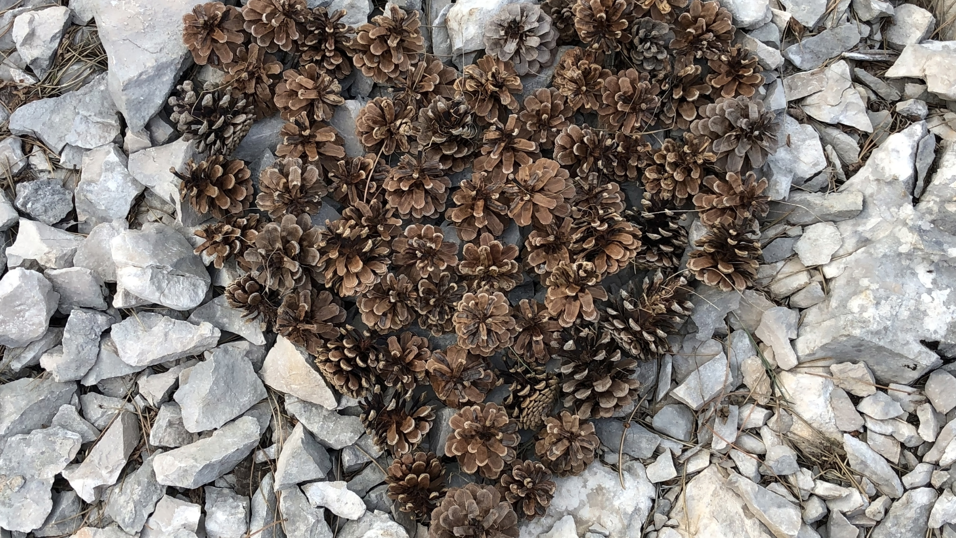 Image de l'article 4 idées de Land Art à faire en crèche avec les tout-petits cet automne